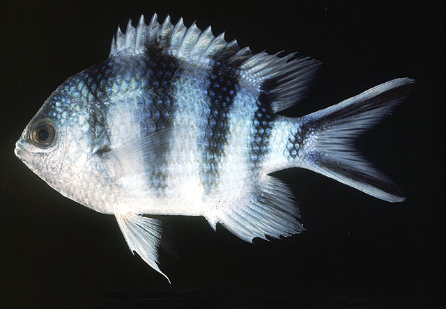 Abudefduf Sexfasciatus Scissortail Sergeant Fishbase