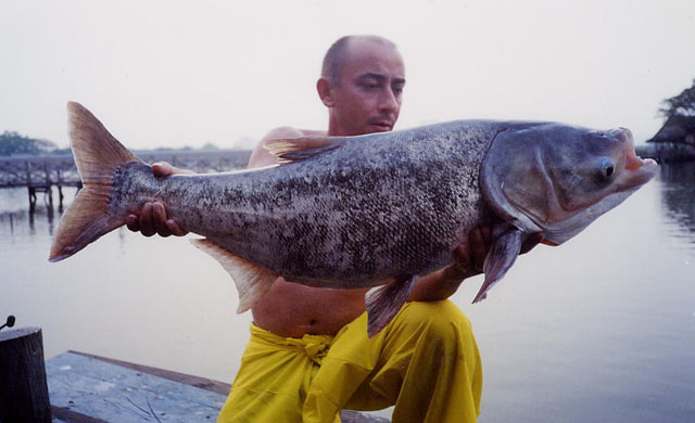 Hypophthalmichthys Nobilis Bighead Carp FishBase