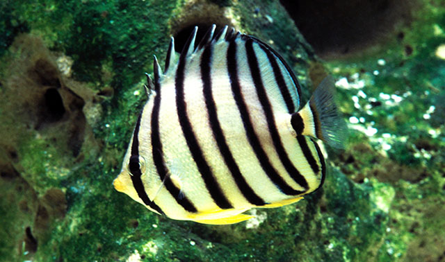 Chaetodon Octofasciatus Eightband Butterflyfish FishBase