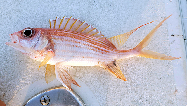 Holocentrus Rufus Longspine Squirrelfish Fishbase