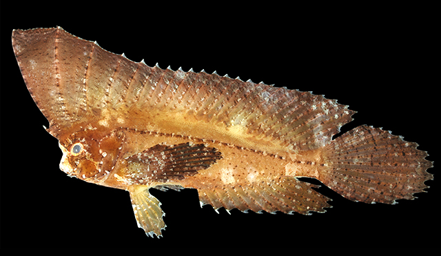 Ablabys gymnothorax