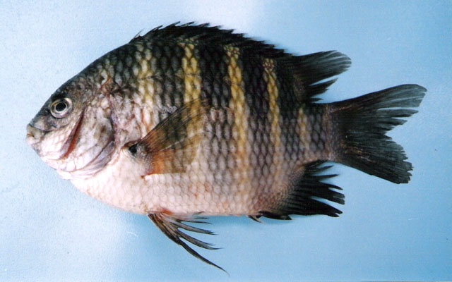 Abudefduf septemfasciatus