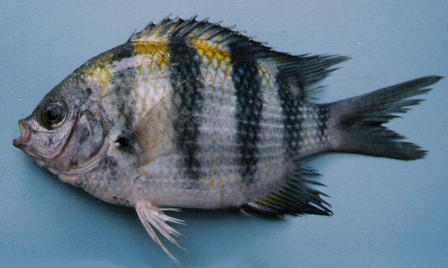 Abudefduf vaigiensis