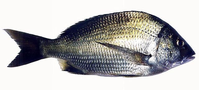 Acanthopagrus butcheri