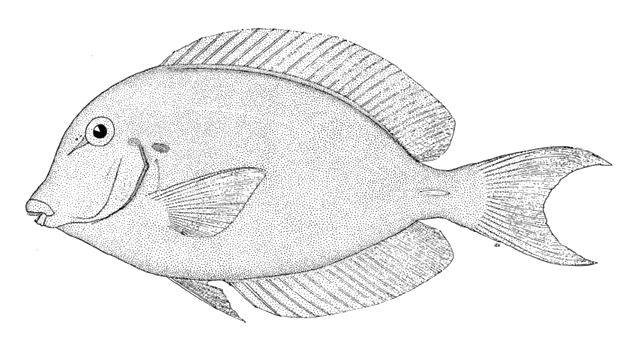 Acanthurus chronixis