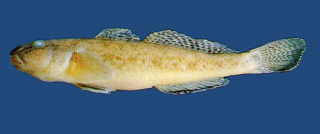 Acanthogobius flavimanus