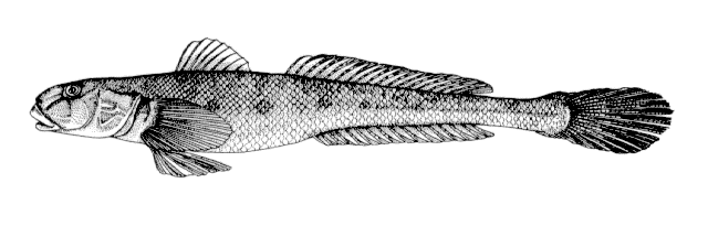 Acanthogobius hasta