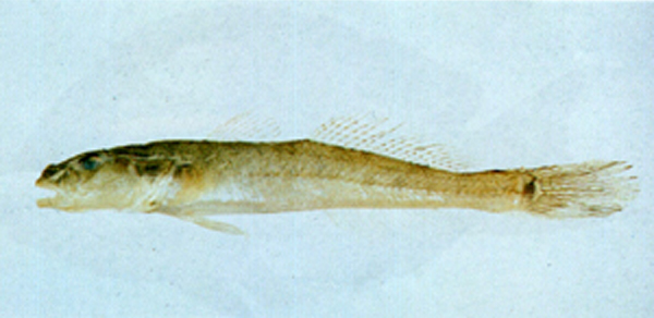 Acanthogobius hasta