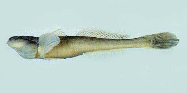 Acanthogobius hasta