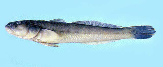 Acanthogobius hasta