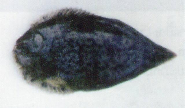 Achiroides leucorhynchos