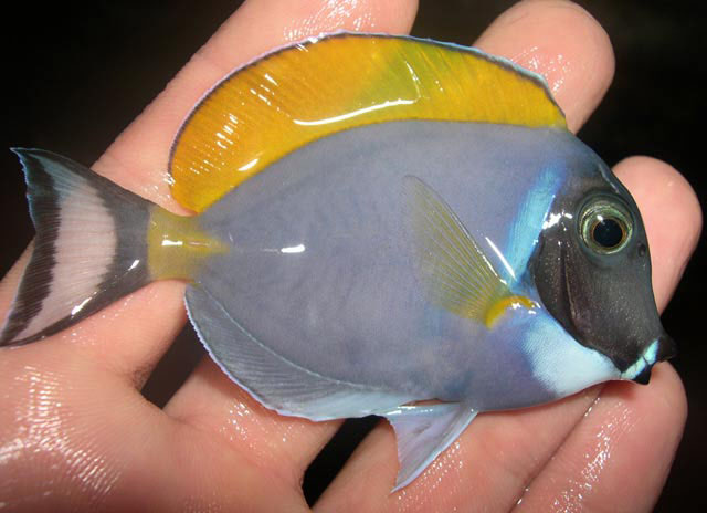 Acanthurus leucosternon