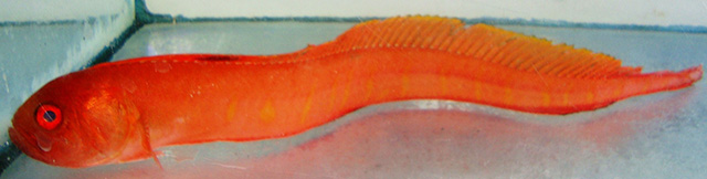 Acanthocepola limbata