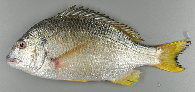 Acanthopagrus morrisonae