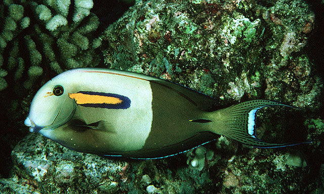 Acanthurus olivaceus