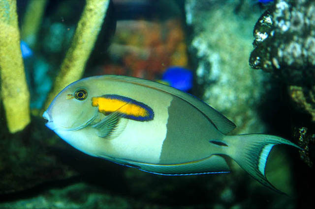 Acanthurus olivaceus