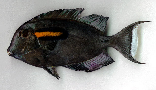 Acanthurus olivaceus