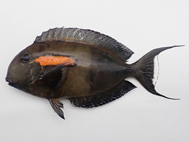 Acanthurus olivaceus