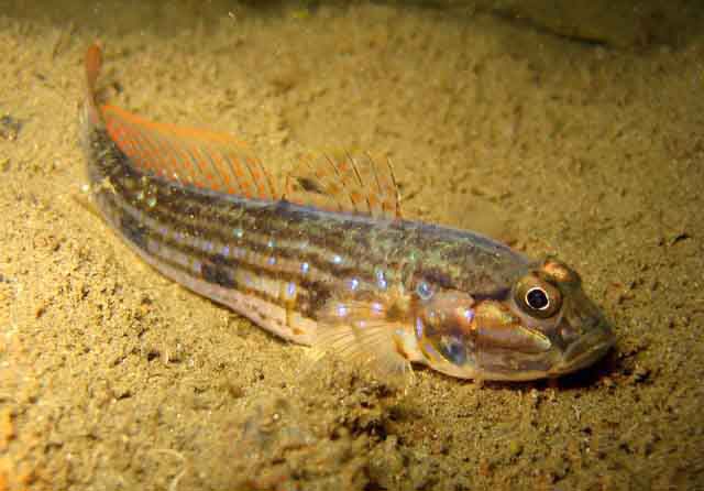 Acentrogobius pflaumii