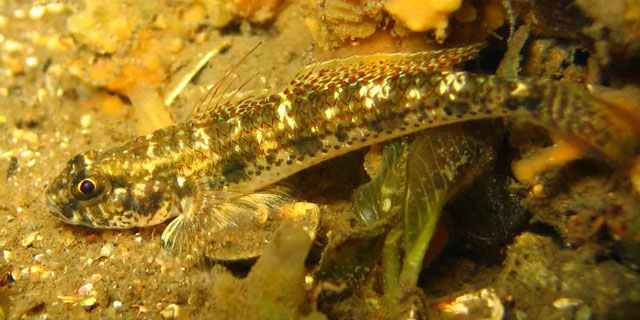 Favonigobius punctatus