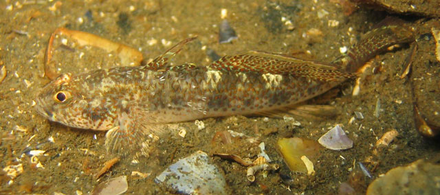 Favonigobius punctatus