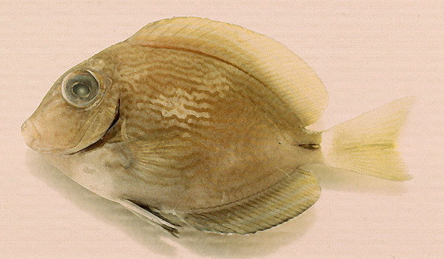 Acanthurus randalli