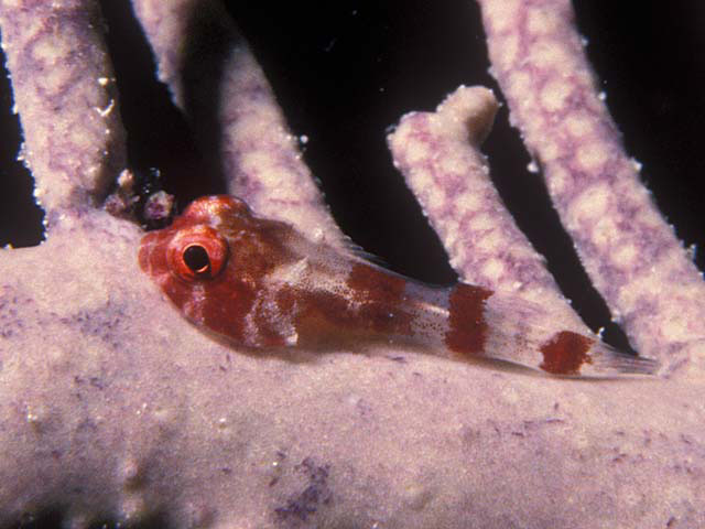 Acyrtus rubiginosus