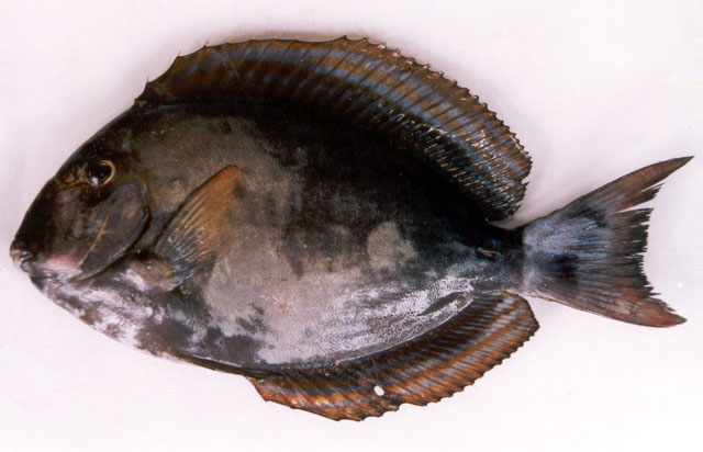 Acanthurus xanthopterus