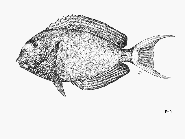 Acanthurus xanthopterus