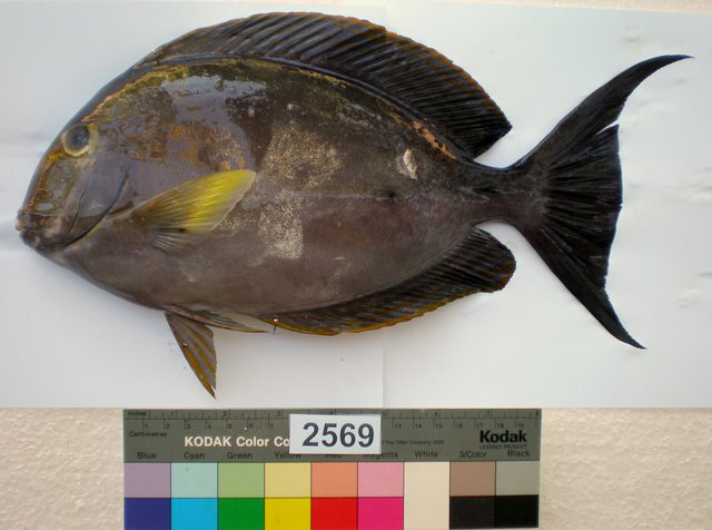 Acanthurus xanthopterus