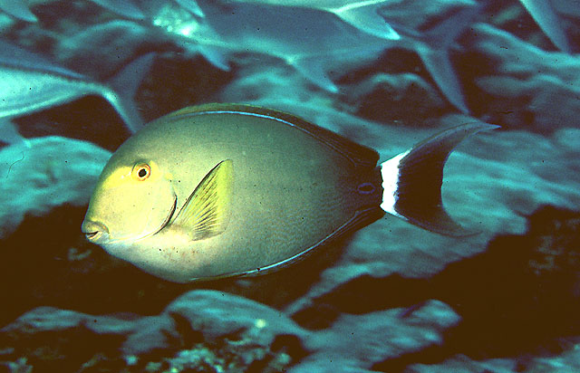 Acanthurus xanthopterus