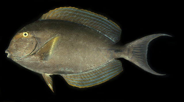 Acanthurus xanthopterus