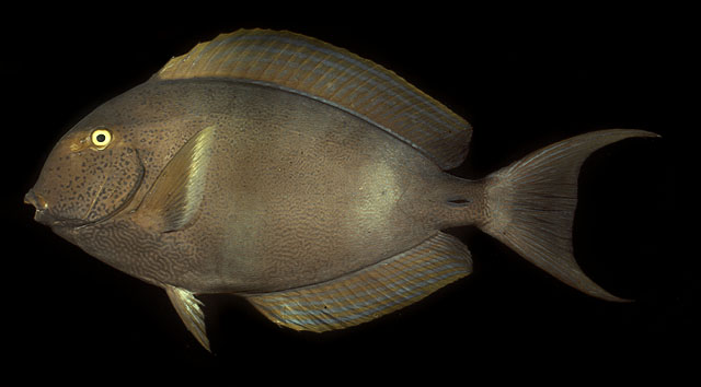 Acanthurus xanthopterus