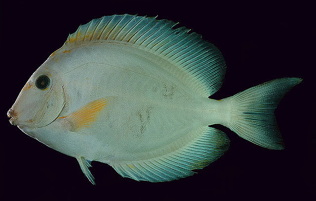 Acanthurus xanthopterus