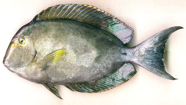 Acanthurus xanthopterus