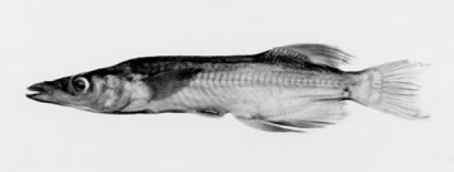 Adrianichthys poptae