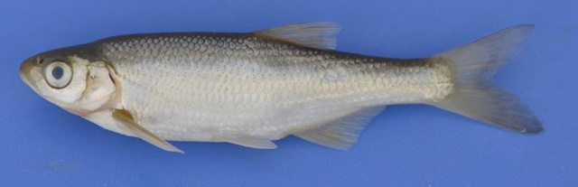 Alburnus escherichii