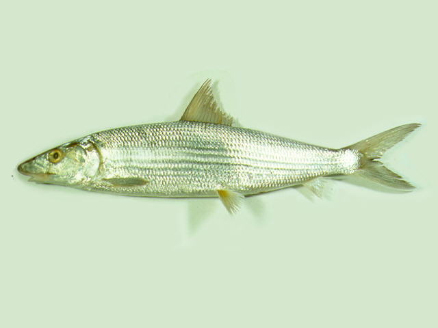 Albula glossodonta