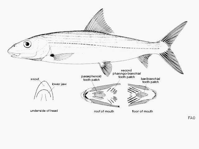 Albula glossodonta