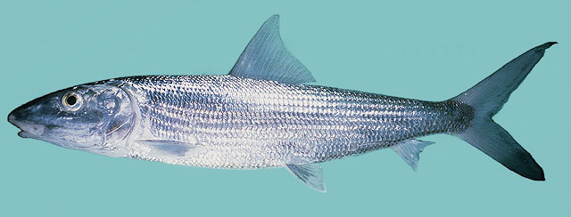 Albula glossodonta