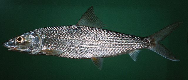 Albula glossodonta