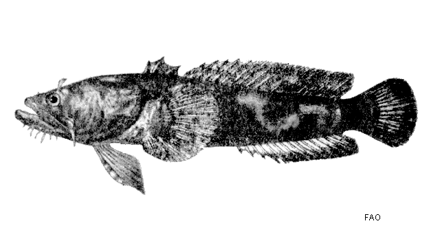 Allenbatrachus grunniens