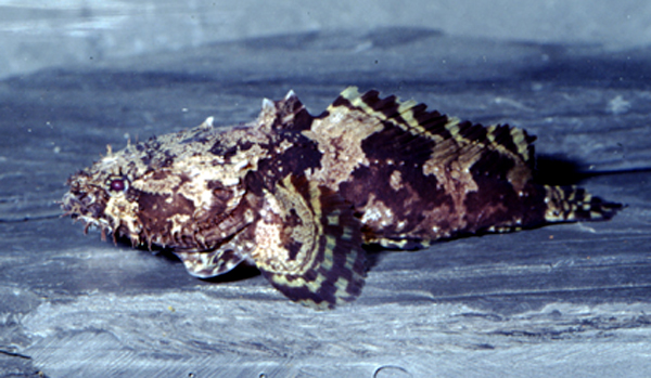 Allenbatrachus grunniens