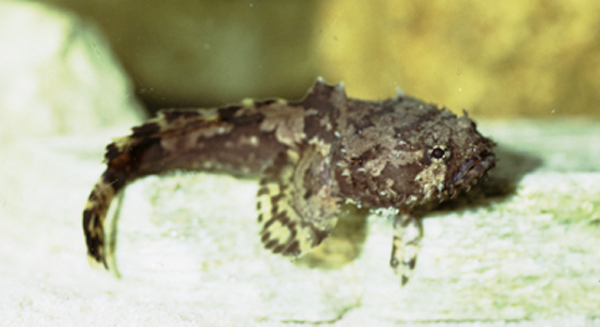 Allenbatrachus grunniens