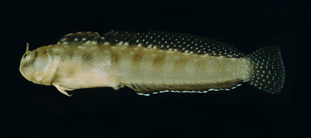 Alloblennius jugularis