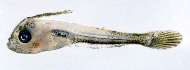 Aluterus schoepfii