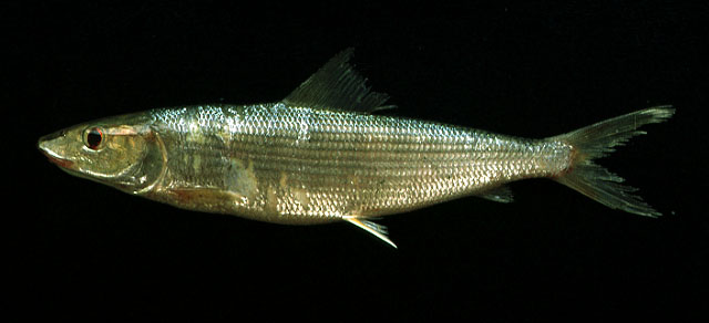 Albula vulpes