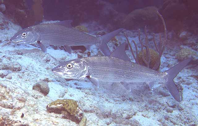 Albula vulpes