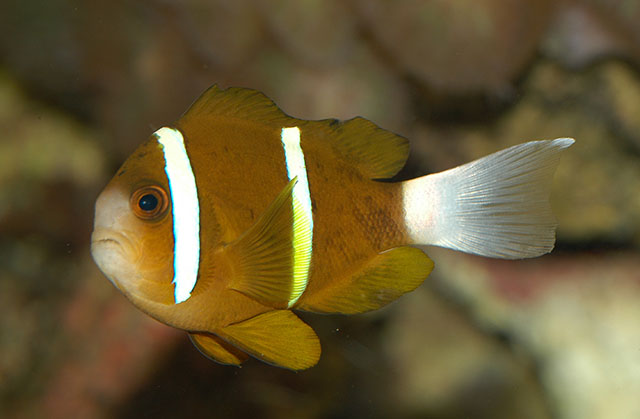 Amphiprion akindynos