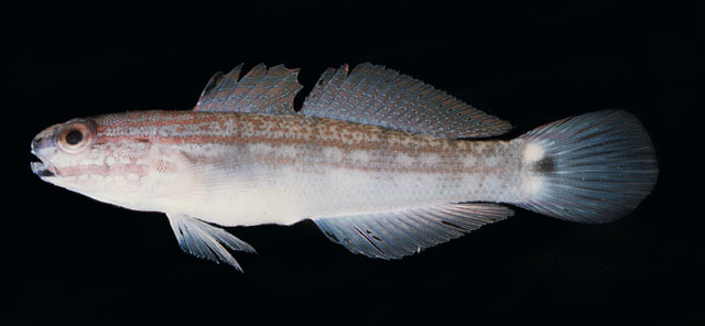 Amblygobius buanensis